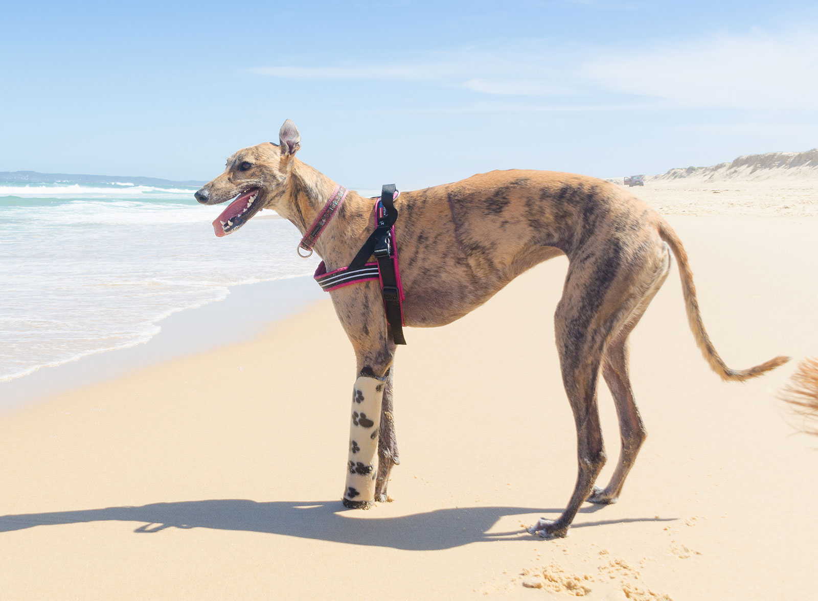 Aussie embraces DIY with a 3D printed dog leg - Pickr ...